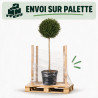 Troène de Delavay - Ligustrum jonandrum Boule 140/160cm Pot 25L