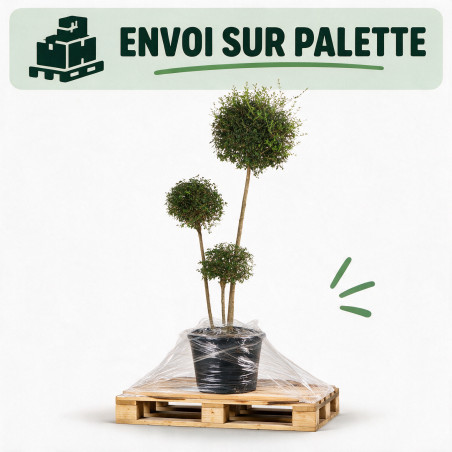 Troène de Delavay - Ligustrum jonandrum 3 boules 140/160cm Pot 30L