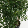Troène du Japon - Ligustrum japonicum 150/170cm Pot 18L