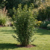Troène du Japon - Ligustrum japonicum 150/170cm Pot 18L
