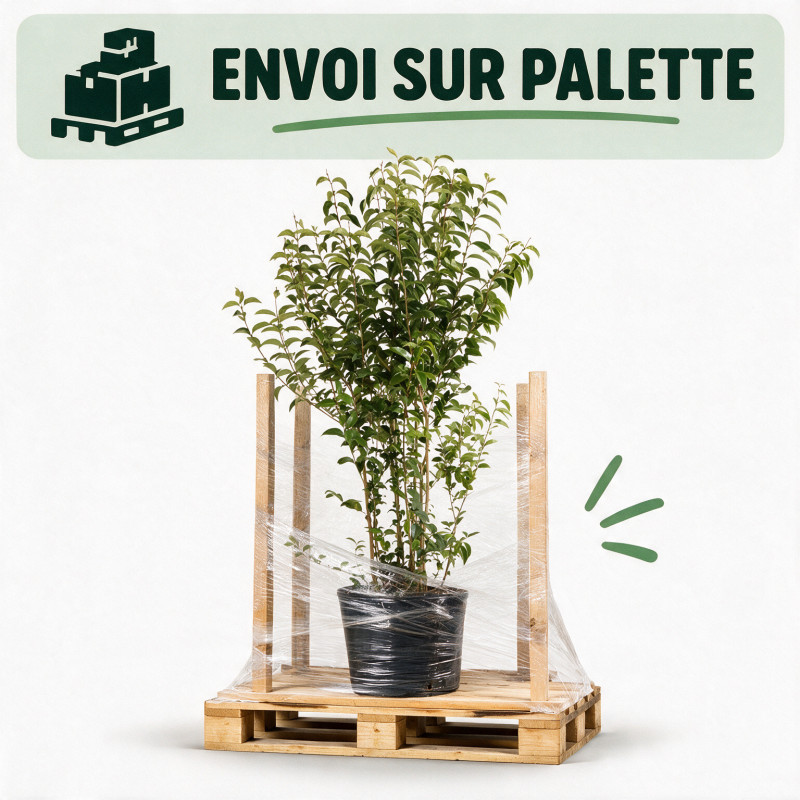 Troène du Japon - Ligustrum japonicum 150/170cm Pot 18L