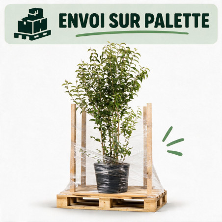 Troène du Japon - Ligustrum japonicum 150/170cm Pot 18L
