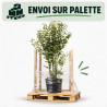 Troène du Japon - Ligustrum japonicum 150/170cm Pot 18L
