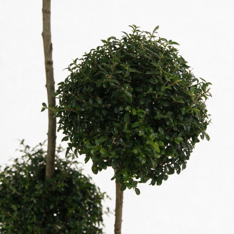 Troène de Delavay - Ligustrum jonandrum 3 boules 120/140cm Pot 20L