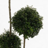 Troène de Delavay - Ligustrum jonandrum 3 boules 120/140cm Pot 20L