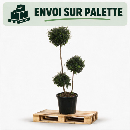 Troène de Delavay - Ligustrum jonandrum 3 boules 120/140cm Pot 20L