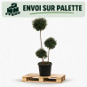 Troène de Delavay - Ligustrum jonandrum 3 boules 120/140cm Pot 20L