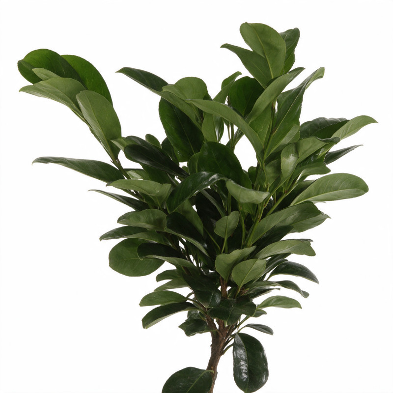 Laurier-cerise Etna - Prunus laurocerasus Etna Demi-tige 150cm Pot 7,5L