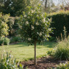 Laurier-cerise Etna - Prunus laurocerasus Etna Demi-tige 150cm Pot 7,5L