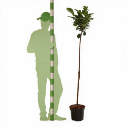 Laurier-cerise Etna - Prunus laurocerasus Etna Demi-tige 150cm Pot 7,5L