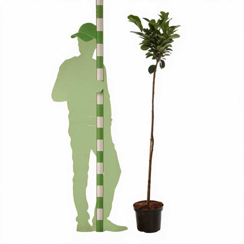 Laurier-cerise Etna - Prunus laurocerasus Etna Demi-tige 150cm Pot 7,5L