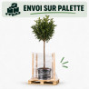 Laurier-cerise Etna - Prunus laurocerasus Etna Demi-tige 150cm Pot 7,5L