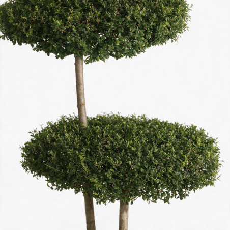 Troène de Delavay - Ligustrum jonandrum Plateaux 130/150cm Pot 25L