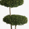 Troène de Delavay - Ligustrum jonandrum Plateaux 130/150cm Pot 25L