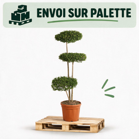 Troène de Delavay - Ligustrum jonandrum Plateaux 130/150cm Pot 25L