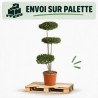 Troène de Delavay - Ligustrum jonandrum Plateaux 130/150cm Pot 25L