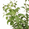 Troène du Japon - Ligustrum japonicum 125/145cm Pot 10L