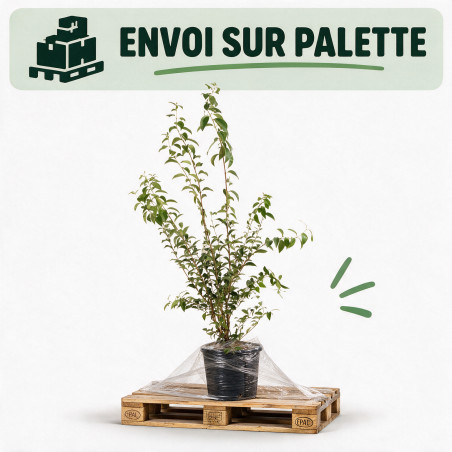Troène du Japon - Ligustrum japonicum 125/145cm Pot 10L