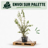 Troène du Japon - Ligustrum japonicum 125/145cm Pot 10L