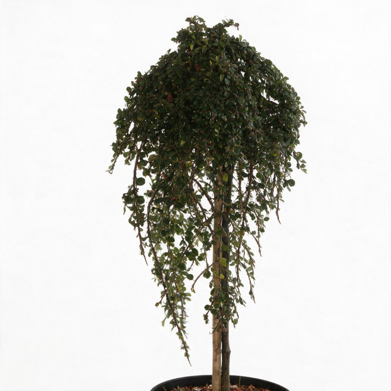 Cotonéaster Winter Jewel - Cotoneaster dammeri Winter Jewel Demi-tige 150cm Pot 7,5L - Tige pleureuse