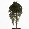 Cotonéaster Winter Jewel - Cotoneaster dammeri Winter Jewel Demi-tige 150cm Pot 7,5L - Tige pleureuse