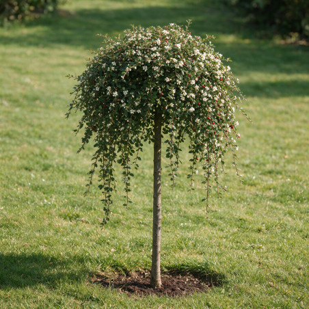 Cotonéaster Winter Jewel - Cotoneaster dammeri Winter Jewel Demi-tige 150cm Pot 7,5L - Tige pleureuse