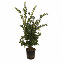 Troène du Japon Texanum - Ligustrum japonicum Texanum 100/120cm Pot 10L