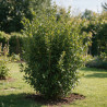 Troène du Japon Texanum - Ligustrum japonicum Texanum 100/120cm Pot 10L