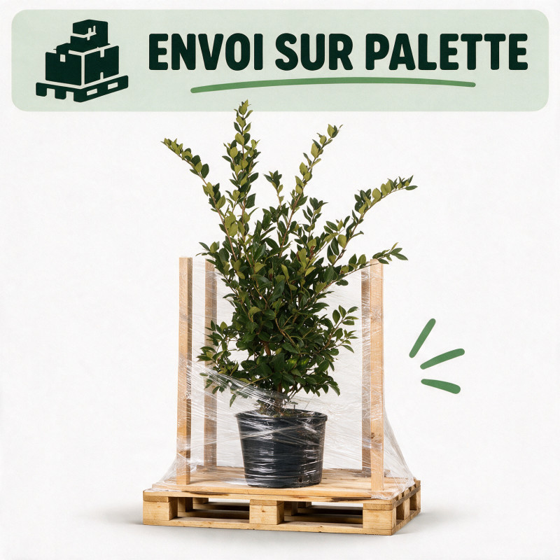Troène du Japon Texanum - Ligustrum japonicum Texanum 100/120cm Pot 10L