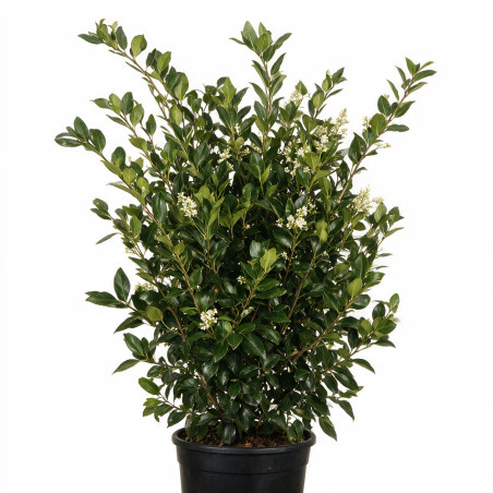 Troène du Japon Texanum - Ligustrum japonicum Texanum 100/120cm Pot 10L