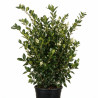 Troène du Japon Texanum - Ligustrum japonicum Texanum 100/120cm Pot 10L