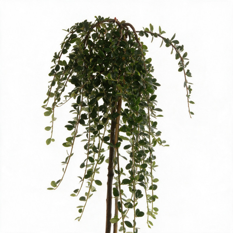 Cotonéaster Major - Cotoneaster dammeri Major Demi-tige 150cm Pot 7,5L - Tige pleureuse