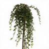 Cotonéaster Major - Cotoneaster dammeri Major Demi-tige 150cm Pot 7,5L - Tige pleureuse