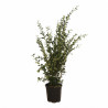 Troène du Japon Texanum - Ligustrum japonicum Texanum 125/145cm Pot 18L