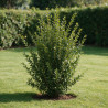 Troène du Japon Texanum - Ligustrum japonicum Texanum 125/145cm Pot 18L