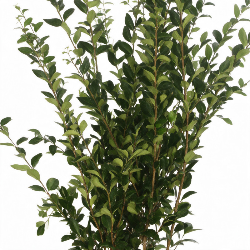 Troène du Japon Texanum - Ligustrum japonicum Texanum 125/145cm Pot 18L