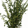 Troène du Japon Texanum - Ligustrum japonicum Texanum 125/145cm Pot 18L