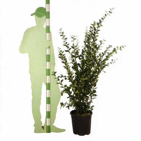 Troène du Japon Texanum - Ligustrum japonicum Texanum 125/145cm Pot 18L