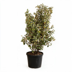 Chalef Viveleg - Elaeagnus xebbingei Viveleg 150/175cm Pot 45L