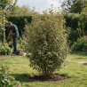 Chalef Viveleg - Elaeagnus xebbingei Viveleg 150/175cm Pot 45L