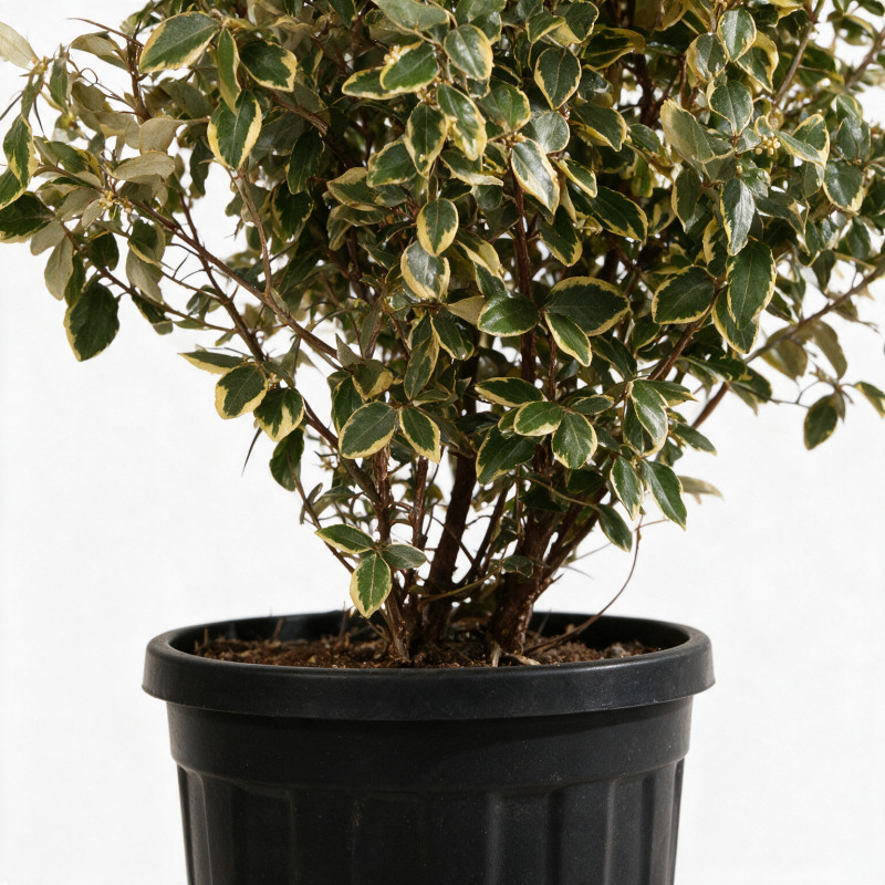 Chalef Viveleg - Elaeagnus xebbingei Viveleg 150/175cm Pot 45L