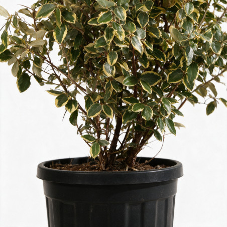 Chalef Viveleg - Elaeagnus xebbingei Viveleg 150/175cm Pot 45L