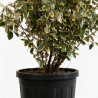 Chalef Viveleg - Elaeagnus xebbingei Viveleg 150/175cm Pot 45L