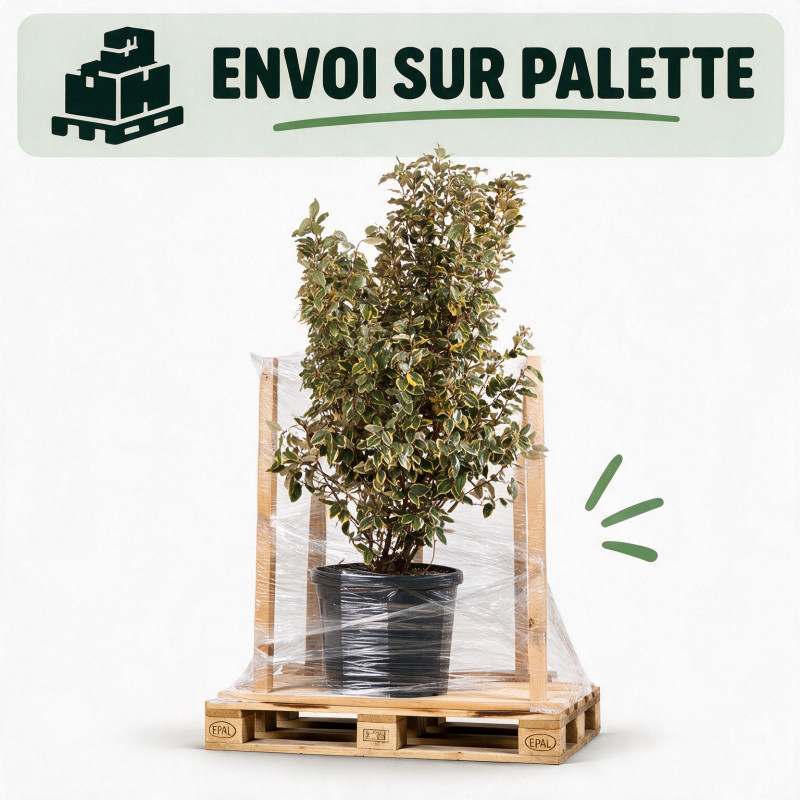 Chalef Viveleg - Elaeagnus xebbingei Viveleg 150/175cm Pot 45L