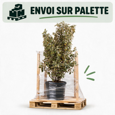 Chalef Viveleg - Elaeagnus xebbingei Viveleg 150/175cm Pot 45L