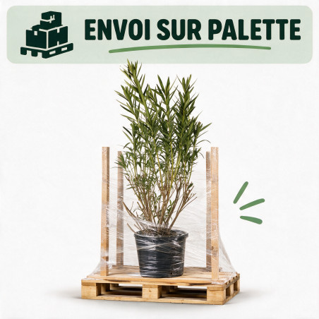 Laurier-rose Rouge- Nerium oleander 150/175cm Pot 50L
