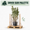 Laurier-rose Rouge- Nerium oleander 150/175cm Pot 50L