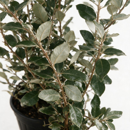 Chalef - Elaeagnus xebbingei 150/170cm Pot 18L