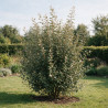 Chalef - Elaeagnus xebbingei 150/170cm Pot 18L