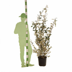 Chalef - Elaeagnus xebbingei 150/170cm Pot 18L